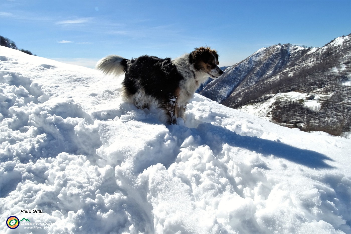 19 Nika si diverte a scorazzare nella neve.JPG